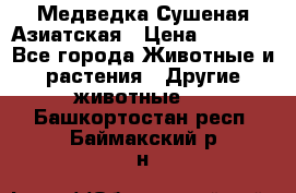 Медведка Сушеная Азиатская › Цена ­ 1 400 - Все города Животные и растения » Другие животные   . Башкортостан респ.,Баймакский р-н